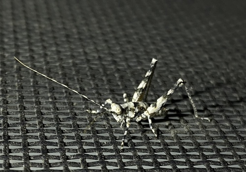 iNaturalist observation photo of Desert Long-horned Grasshopper