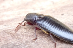 Pseudotetralobus