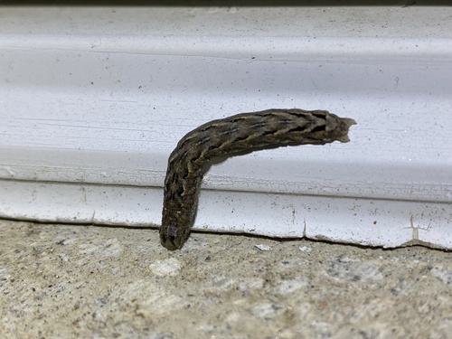 iNaturalist observation photo of Cutworms and Dart Moths