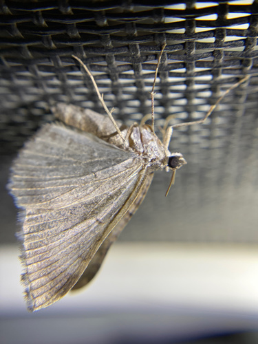 iNaturalist observation photo of Carpet Moths