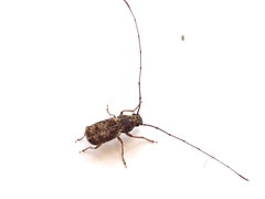 Phymatus hetaera
