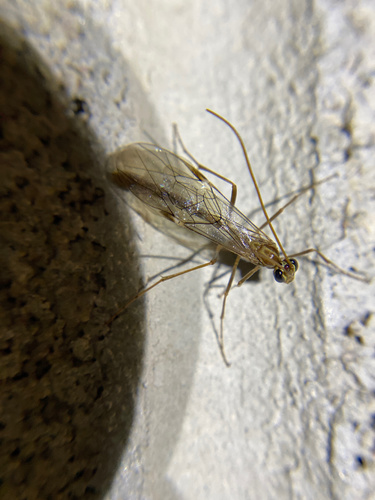 iNaturalist observation photo of Ophion