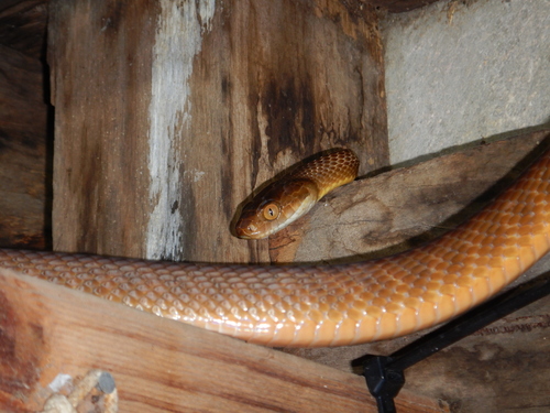 Brown Tree Snake sighting