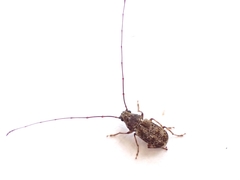 Phymatus hetaera