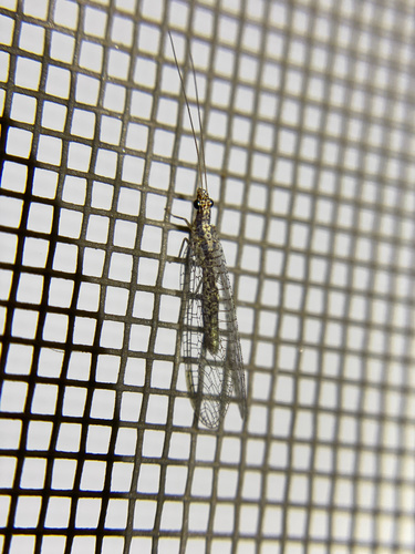 iNaturalist observation photo of Eremochrysa
