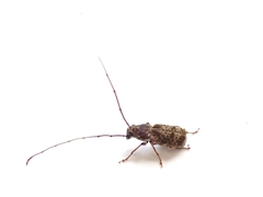 Phymatus hetaera