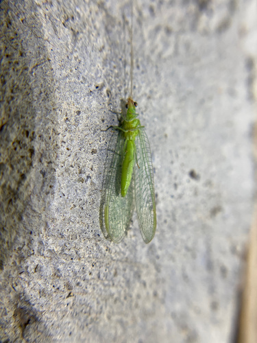 iNaturalist observation photo of Chrysopini