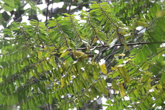 Calyptocichla serinus