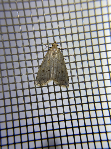 iNaturalist observation photo of Dasyblemma straminea