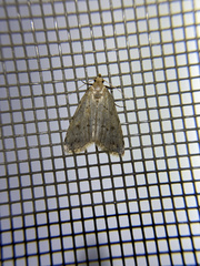 Dasyblemma straminea