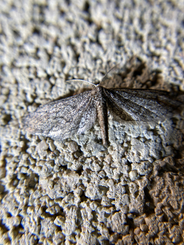 iNaturalist observation photo of Glaucina