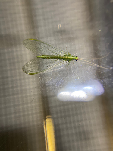 iNaturalist observation photo of Common Green Lacewings