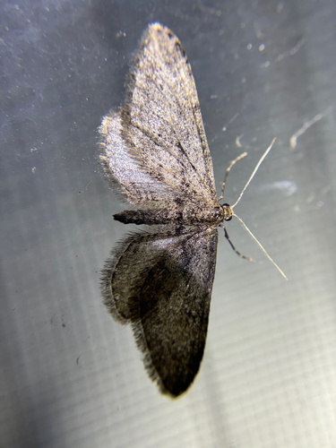 iNaturalist observation photo of Geometer Moths