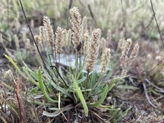 Hippodamia tredecimpunctata