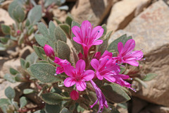 Collomia debilis