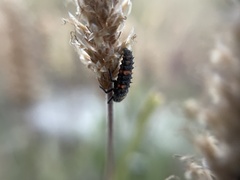 Hippodamia tredecimpunctata