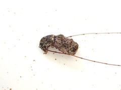 Phymatus hetaera