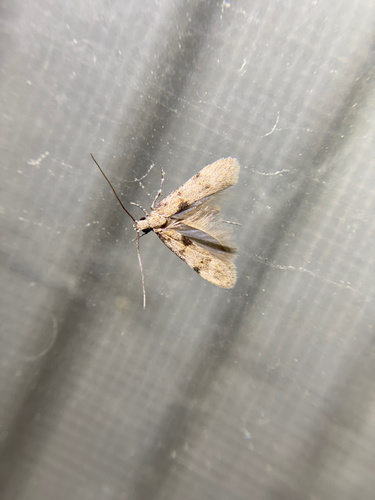 iNaturalist observation photo of Twirler Moths