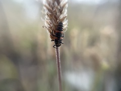 Hippodamia tredecimpunctata