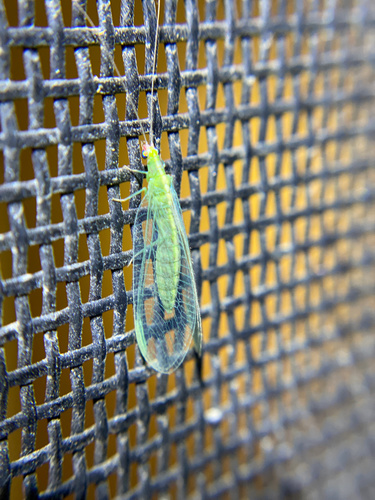 iNaturalist observation photo of Common Green Lacewings