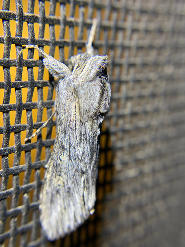 iNaturalist observation photo of Cucullia comstocki