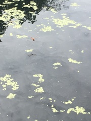 Crocothemis servilia