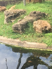 Crocothemis servilia