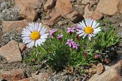 Erigeron grandiflorus