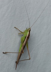 Conocephalomima barameda