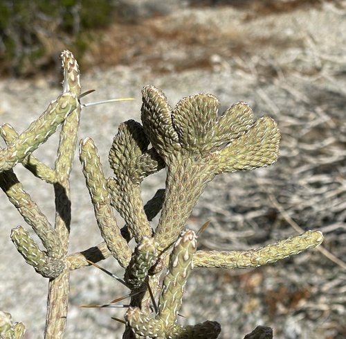 Cylindropuntia ramosissima