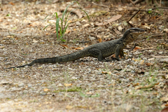 Marbled Water Monitor photo 5