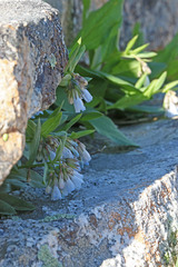 Mertensia viridis