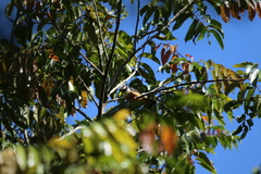 Prionops rufiventris