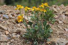 Packera werneriifolia