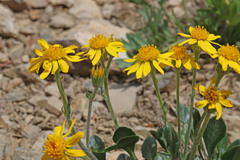 Packera werneriifolia