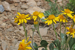 Packera werneriifolia