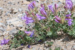 Penstemon montanus montanus