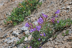 Penstemon montanus montanus