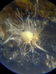 Volutella ciliata