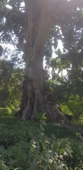 Ficus albipila