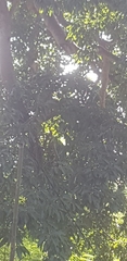 Ficus albipila