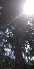 Ficus albipila