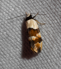 Euphiltra eroticella