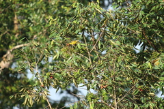 Calyptocichla serinus