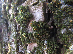 Orthotrichum diaphanum