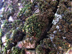 Orthotrichum diaphanum