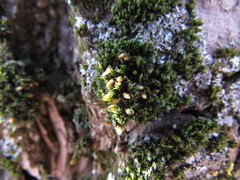 Orthotrichum diaphanum