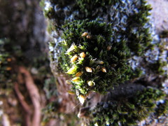 Orthotrichum diaphanum