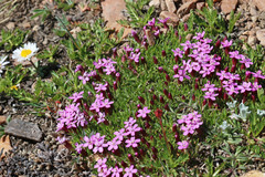 Silene acaulis subacaulescens