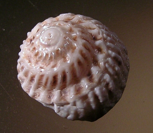 Bellastraea squamifera (F.C.L.Koch, 1844)